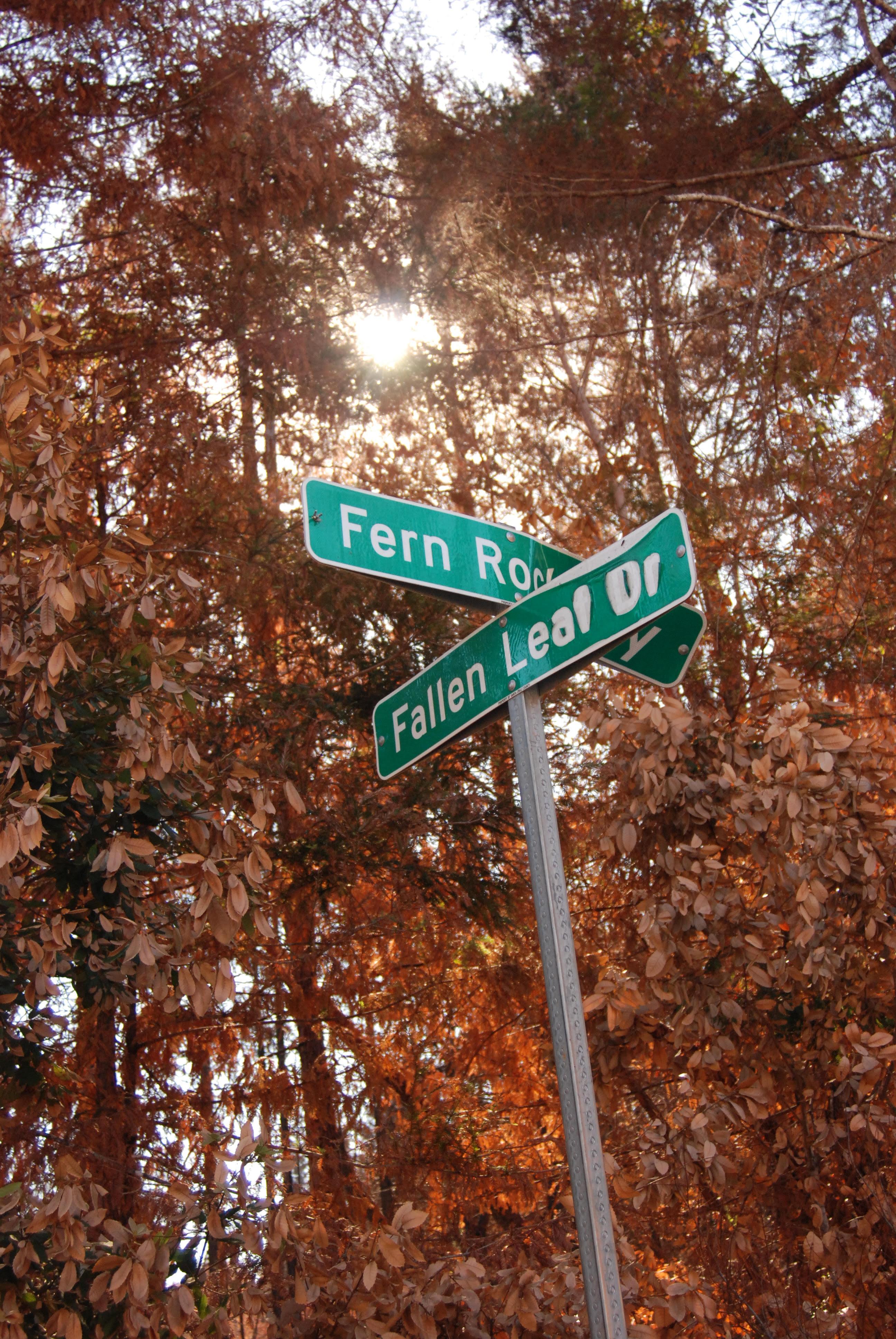 Photo: street sign intersection agains burned trees